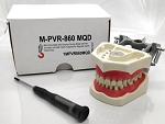 860 Soft Gingival Model with 32 Removable Teeth, Blue Jaws, Dam Screws and MQD